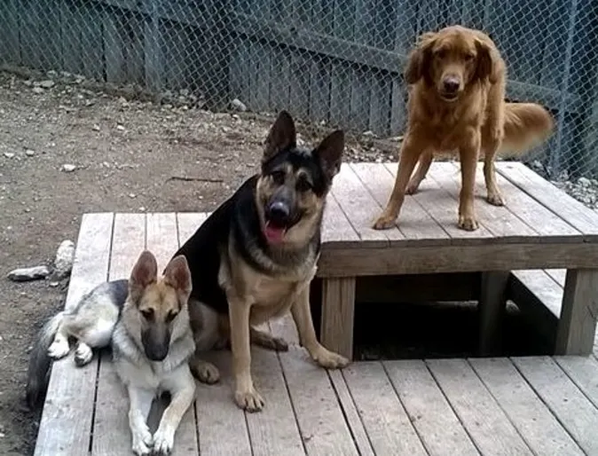 3 dogs sit on a 2-tiered wooden structure outside